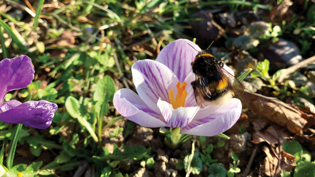 bumblebee visiting a crocus flower