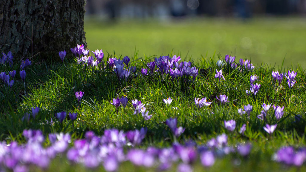 crocuses in a grassy lawn