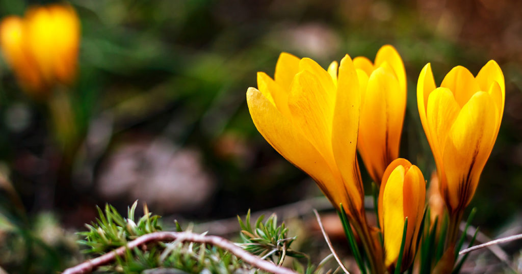 Crocus Growing And Care Guide - Featured image