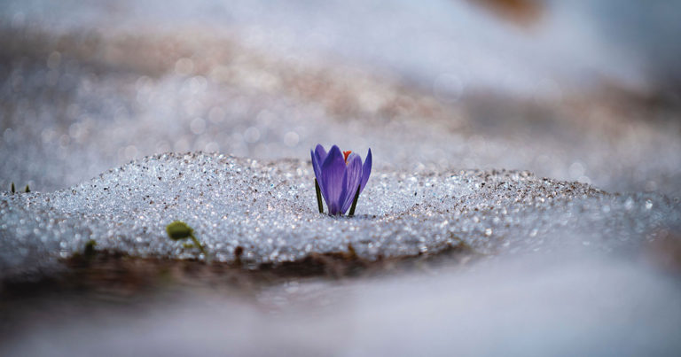 13 Perennials to Plant in Late Summer for Early Spring Blooms - Featured image