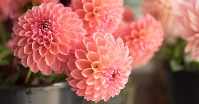 Dahlia Growing And Care Guide - Featured image