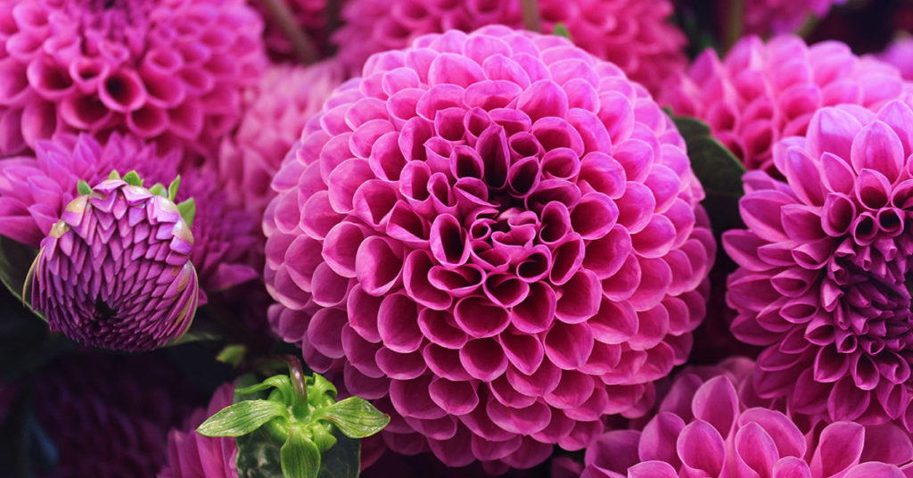 dahlia flowers