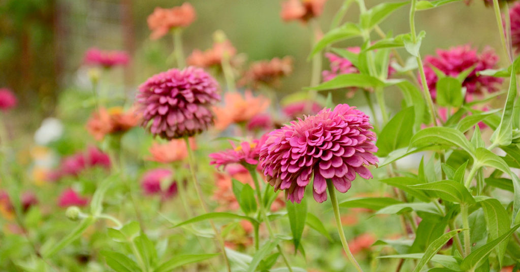 dahlias and their foliage