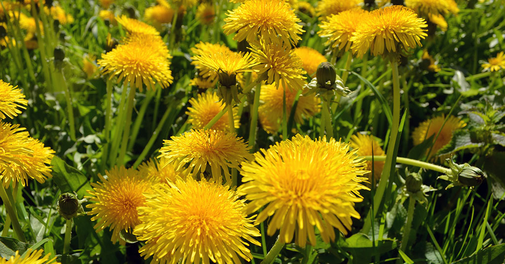 dandelions