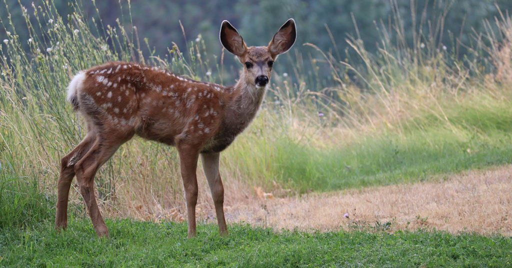 Do Deer Eat Roses? Protecting Your Rose Plants The Garden Magazine