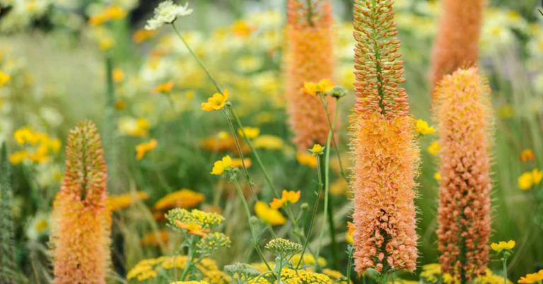 Desert Candle Growing And Care Guide - Featured image