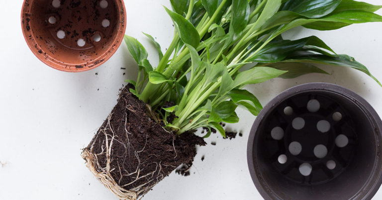 10 Common Houseplants That Are Poisonous to Children + 7 Houseplants That Purify The Air - Featured image