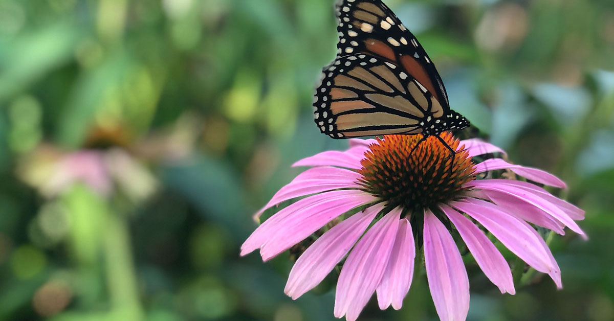 monarch butterfly on an echinacea flower