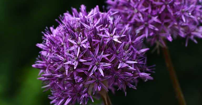 Echinops Growing And Care Guide - Featured image