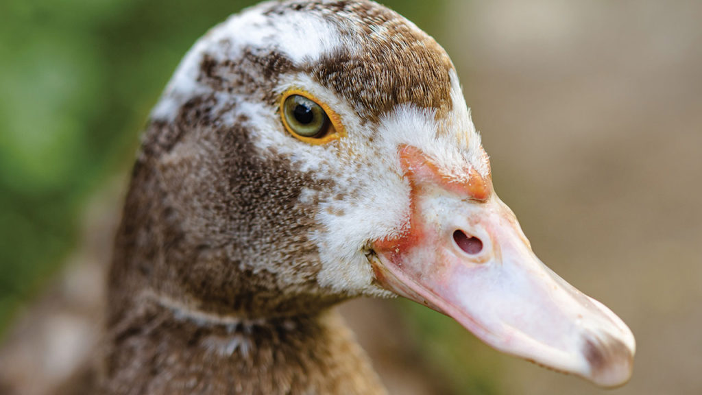 female muscovy duck