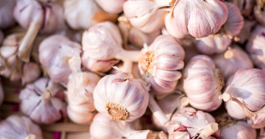 When To Plant Fall Garlic The Garden Magazine
