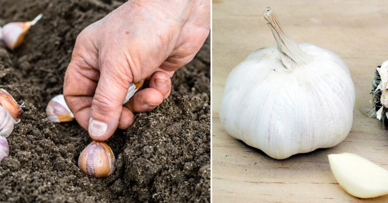 When To Plant Garlic In Maryland - Featured image