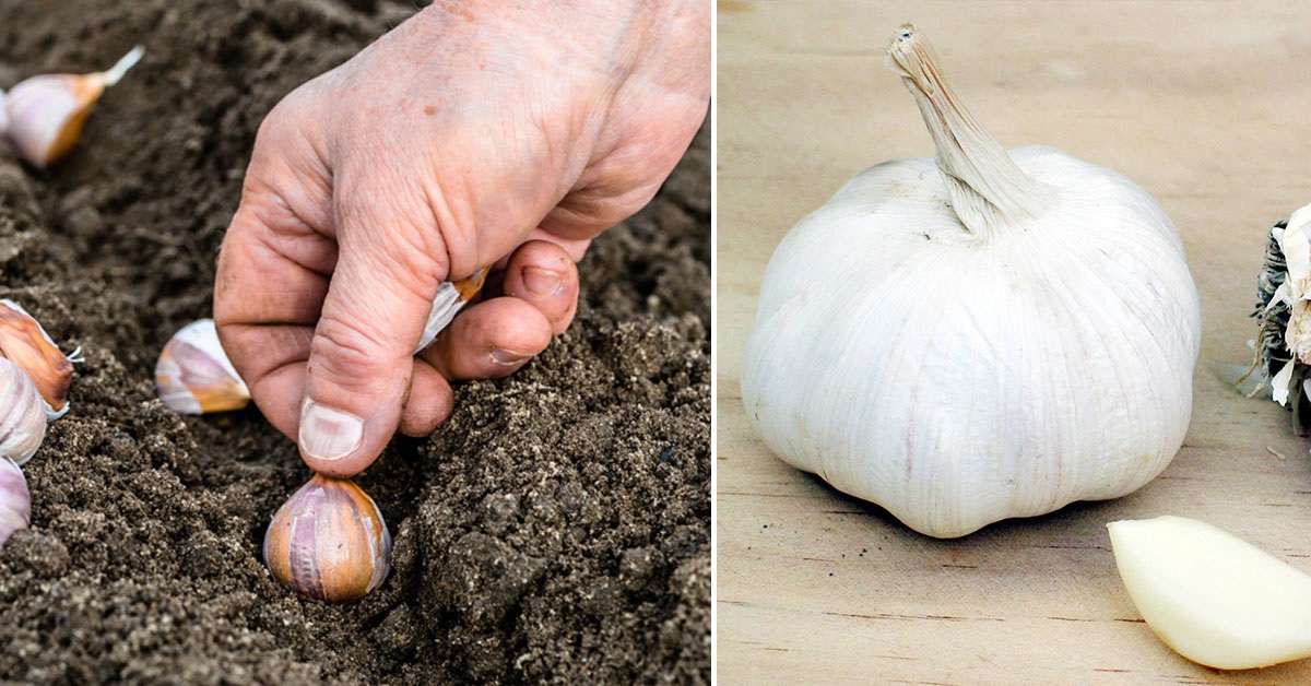 When To Plant Garlic In Ohio The Garden Magazine
