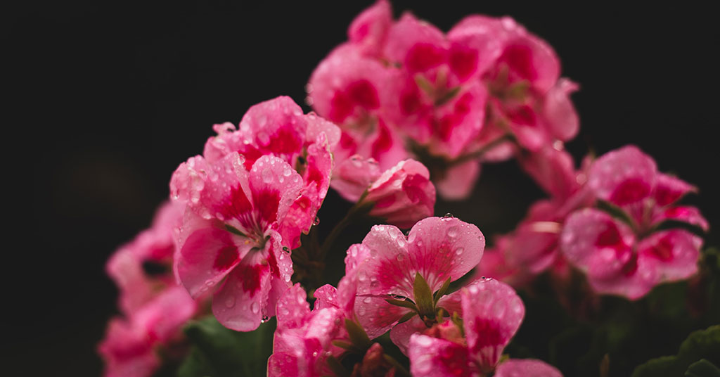 annual geranium