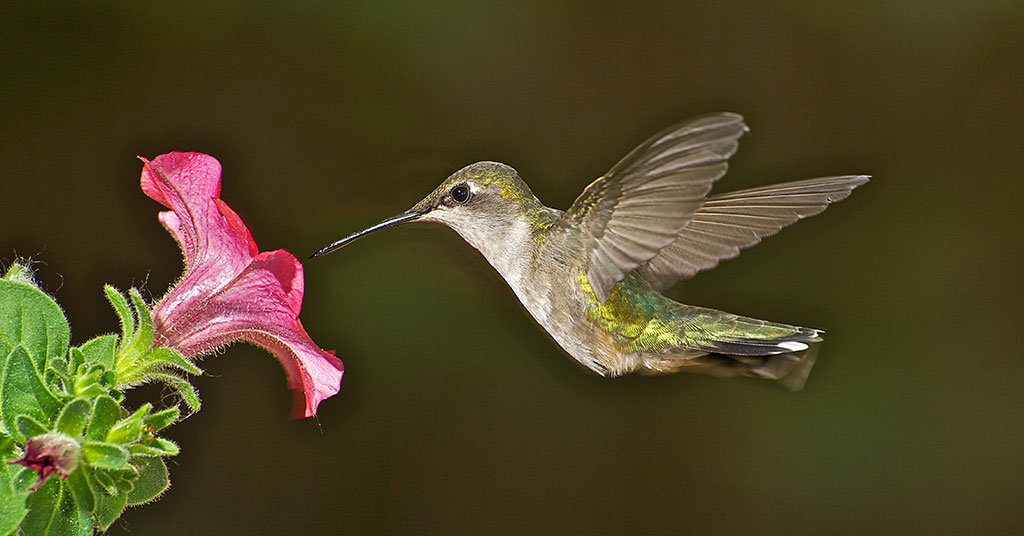 hummingbird sipping nectar from a petunia