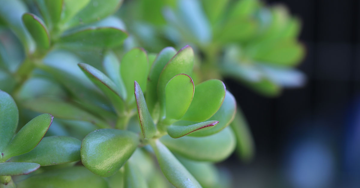jade plant leaves