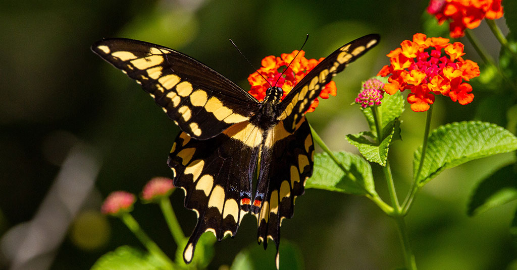 lantana