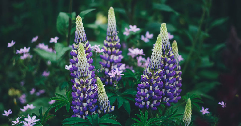 lupine