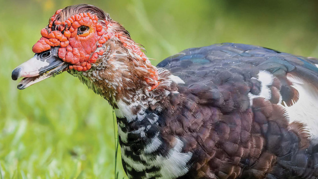 male muscovy duck