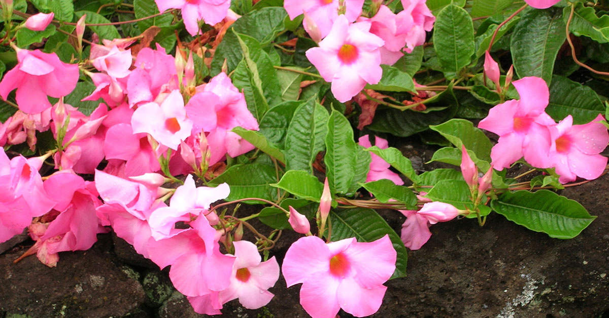 mandevilla leaves and flowers