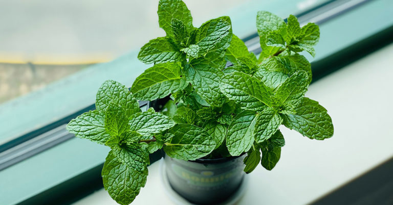 10 Rare Types Of Mint You’ve Never Heard Of - Featured image