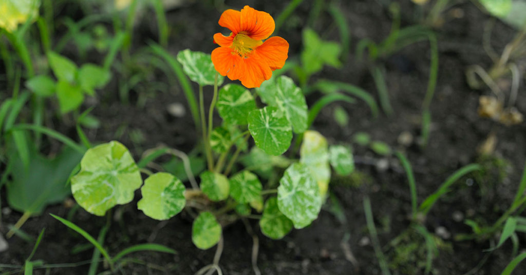 nasturtium flower