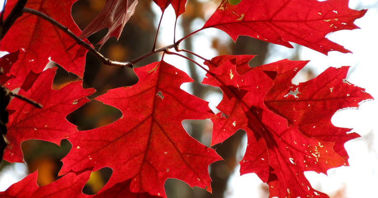 5 Oaks with Spectacular Autumn Foliage - Featured image