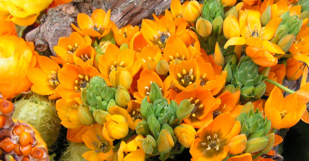 orange star plant flowers