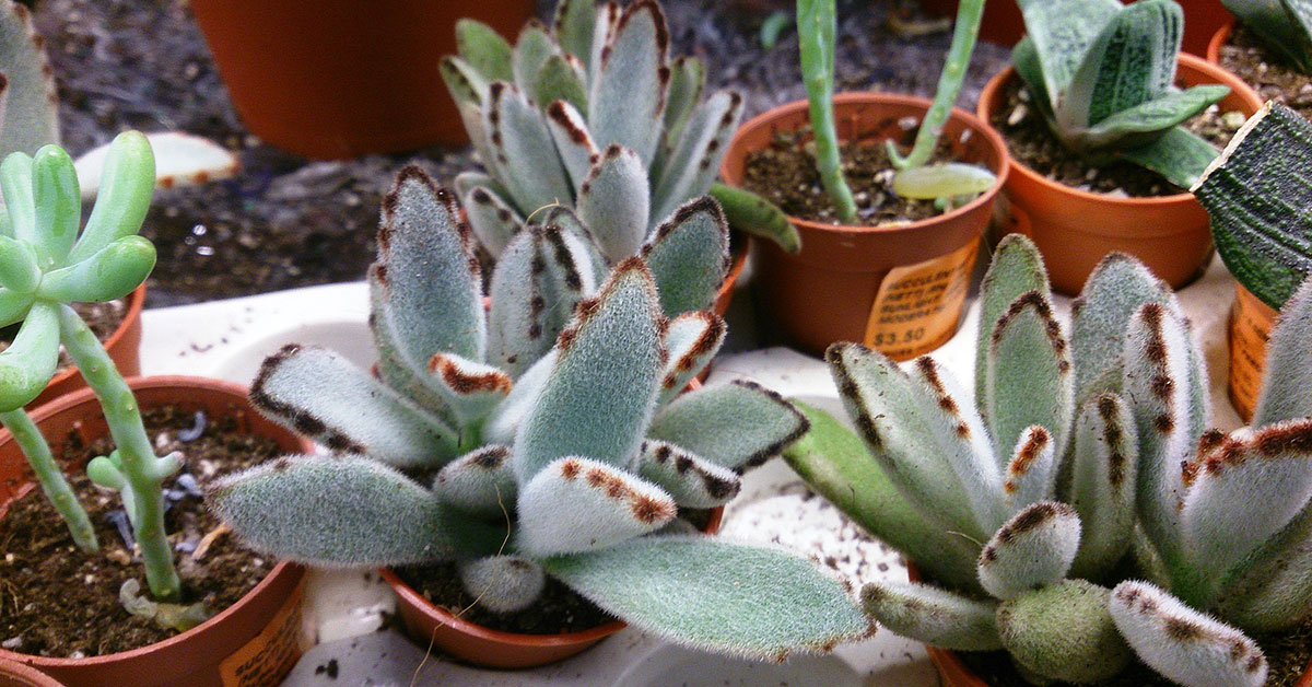 Panda Plant Succulent Care Guide The Garden Magazine