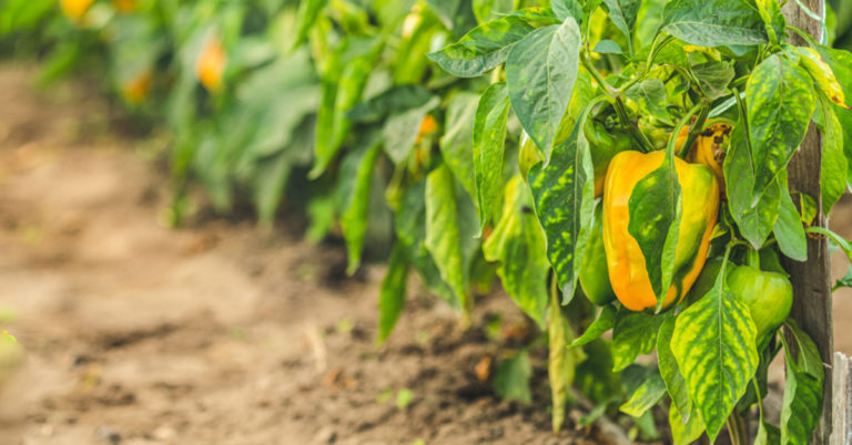 Why Your Pepper Leaves Are Turning Yellow – How To Fix - Featured image