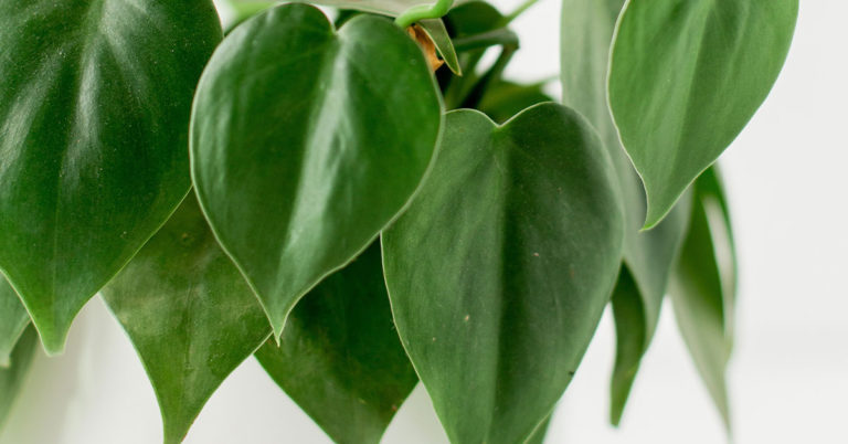 How To Propagate Philodendron - Featured image
