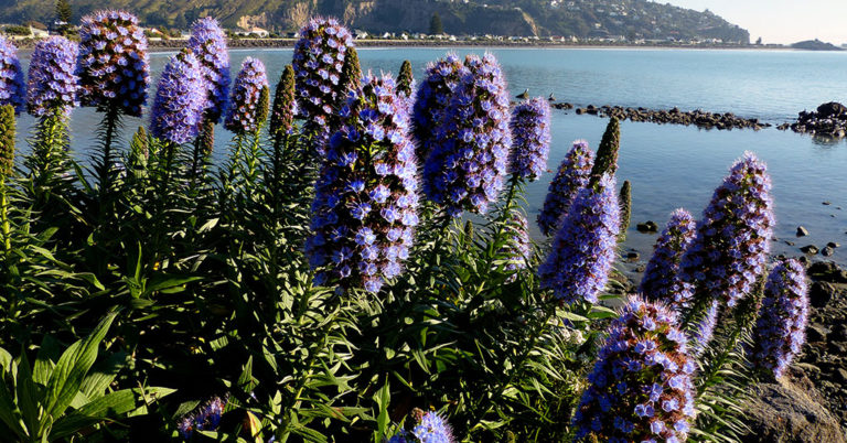 Pride Of Madeira Growing And Care Guide - Featured image