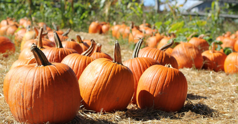 The Best Pumpkin Fertilizers For Huge Pumpkins - Featured image