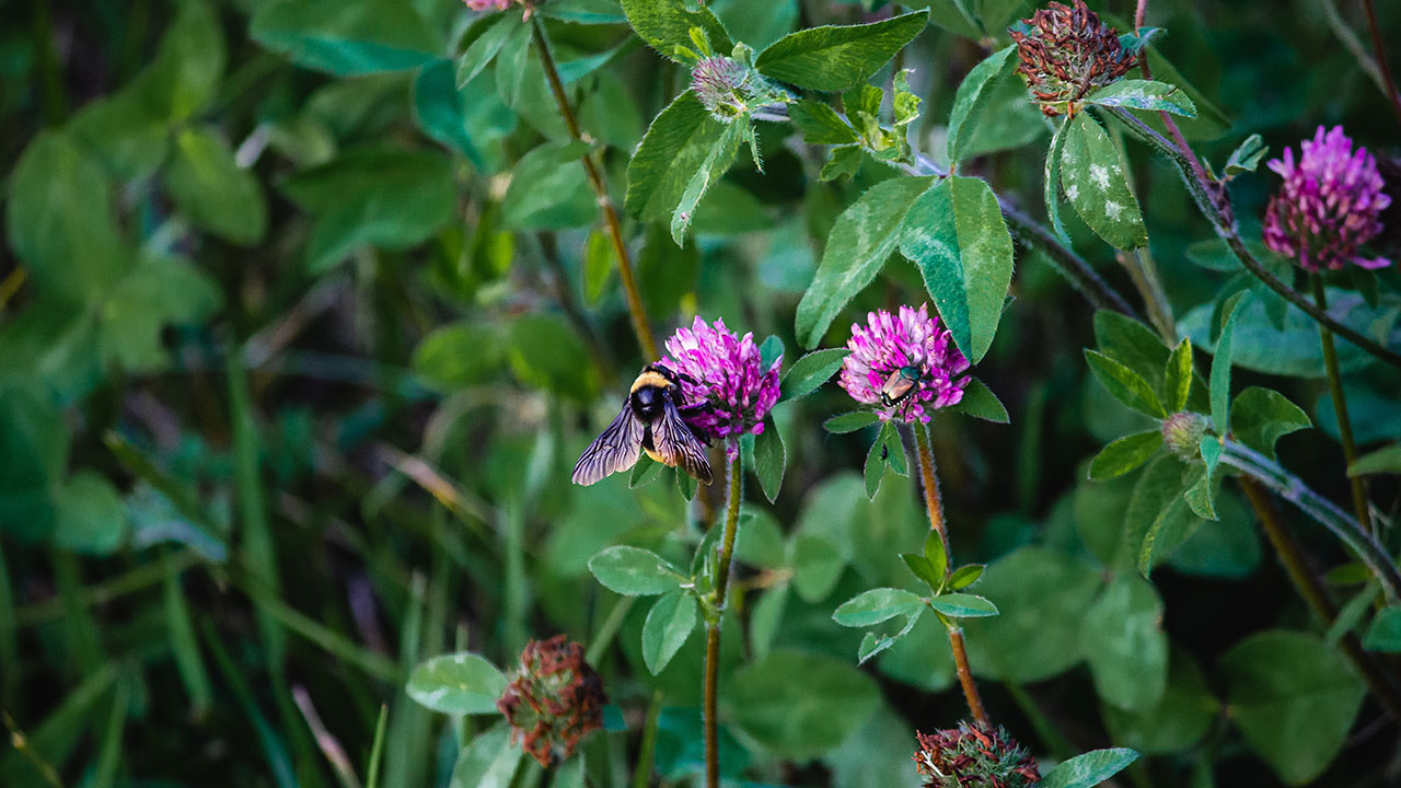 bumblebee on a red clover flower