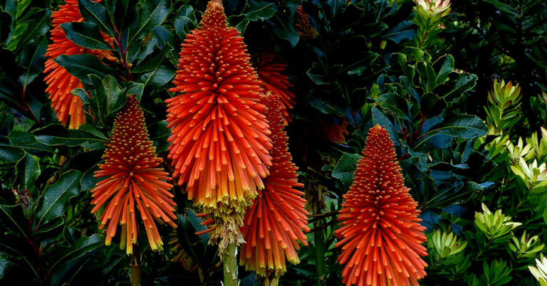 Red Hot Poker Growing And Care Guide - Featured image