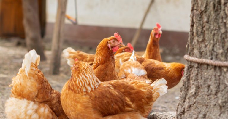 Comprehensive Guide To Red Star Chickens - Featured image