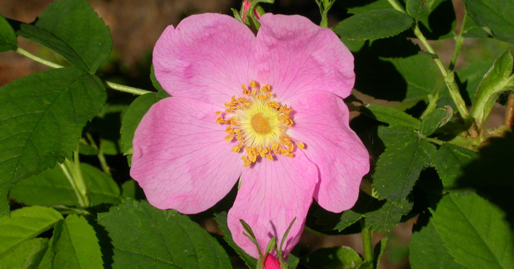 rosa woodsii flower