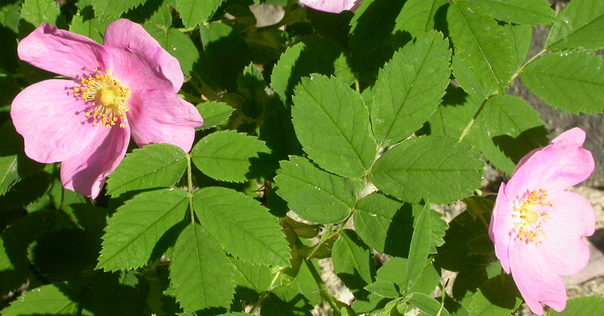 rosa woodsii flowers and foliage