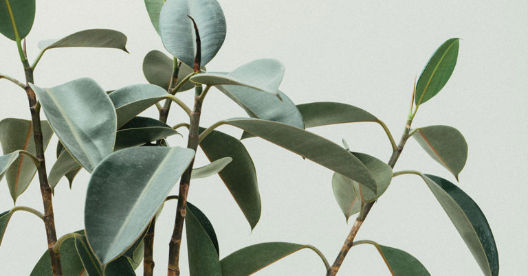Why Rubber Plant Leaves Curl & How To Fix It - Featured image