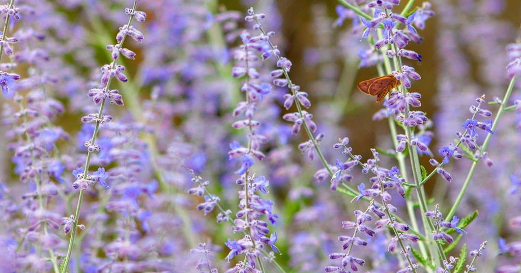 a butterfly on russian sage flowers