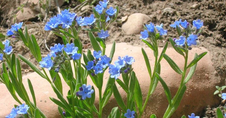 Short-Style Bluebells Care And Growing Guide - Featured image