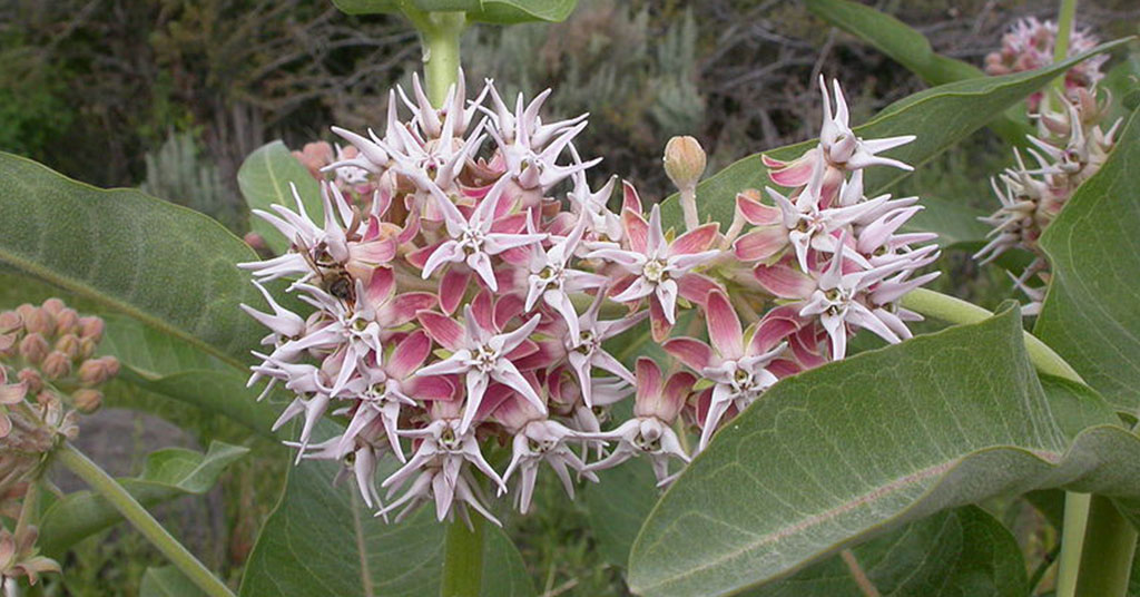 Asclepias speciosa showy milkweed flowers