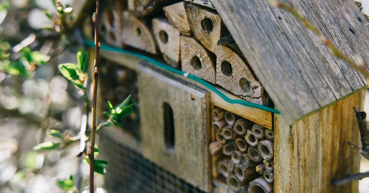 a house used by solitary native pollinators