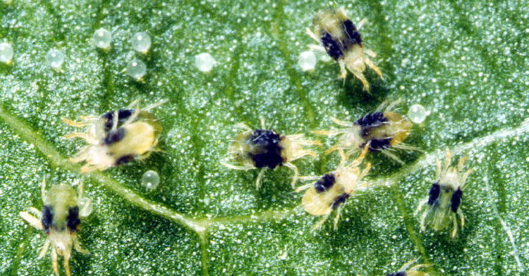 How To Get Rid Of Cactus Spider Mites - Featured image