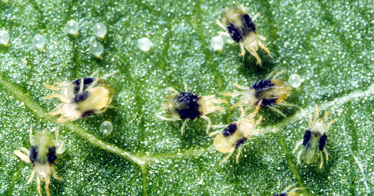 spider mites on a leaf