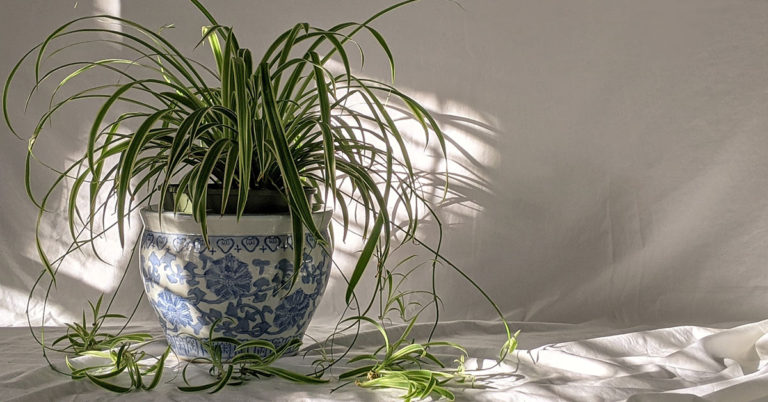 When And How To Prune Spider Plants - Featured image