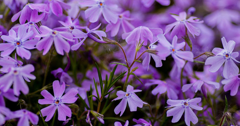 Summer Phlox Growing And Care Guide - Featured image