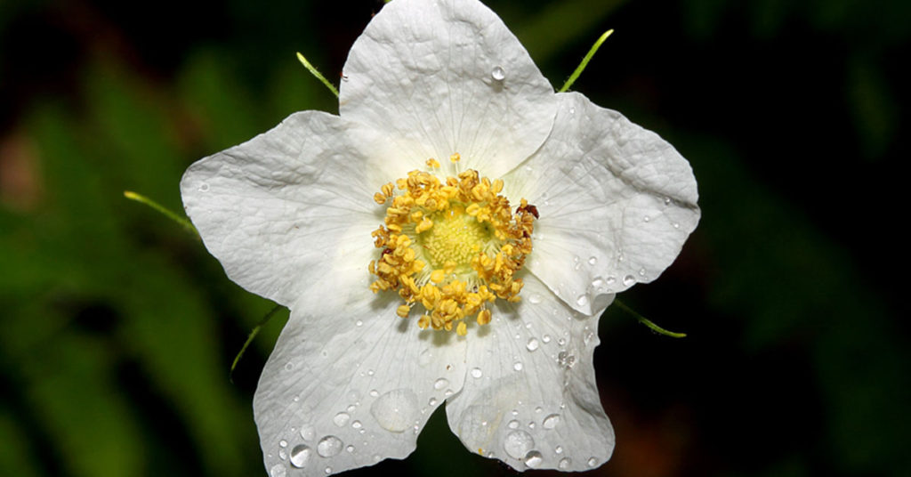 thimbleberry flower