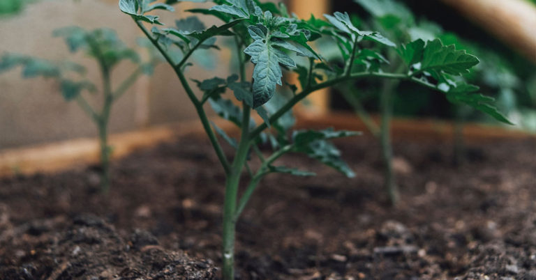 Why Your Tomato Leaves Are Turning White - Featured image