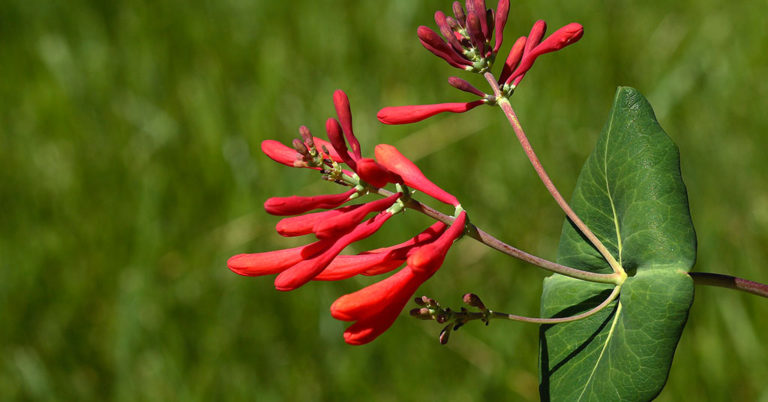 Trumpet Honeysuckle Growing And Care Guide - Featured image